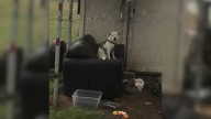 Faithful Pup Left Behind In The Rain Still Believes His South Carolina Family Will Return