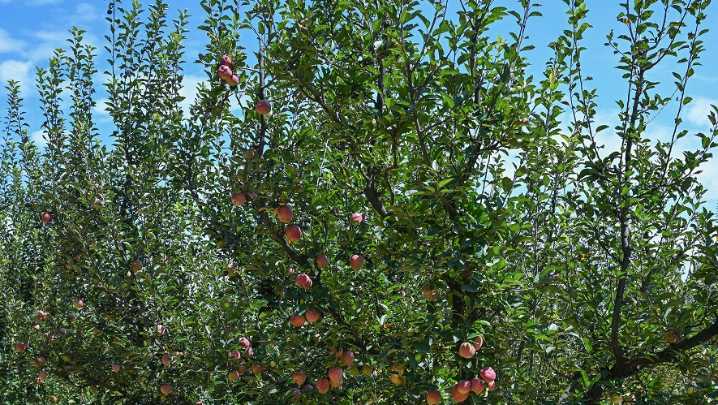 Kashmir’s Untimely Rains: Horticulture Dept Assesses Crop Losses