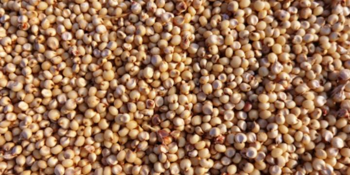 El desconocido grano con propiedades antidiabéticas que contribuye al control de la glucosa