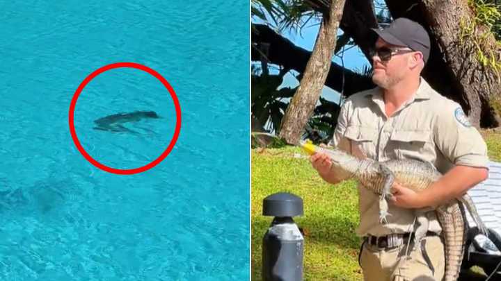 Infant crocodile spotted in pool at Sheraton Grand Mirage Resort in Port Douglas, north Queensland