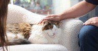 6 ways cats are good for your mental health