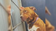 Texas Volunteer Took A Shelter Dog Home For The Weekend And What She Noticed Shocked Her