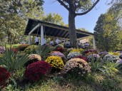Photos: Saugerties Mum Festival