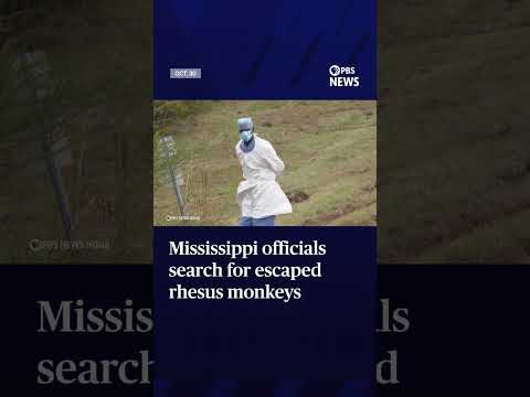 WATCH: Mississippi officials search for escaped rhesus monkeys