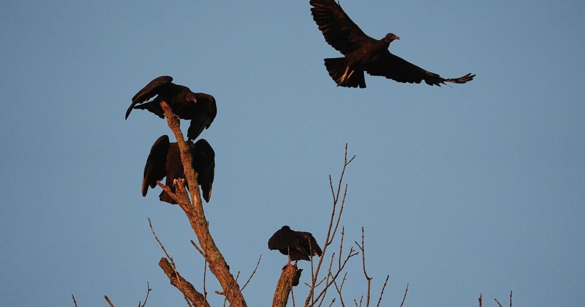 Black vultures attack and kill cattle. Climate change is one reason they're spreading north