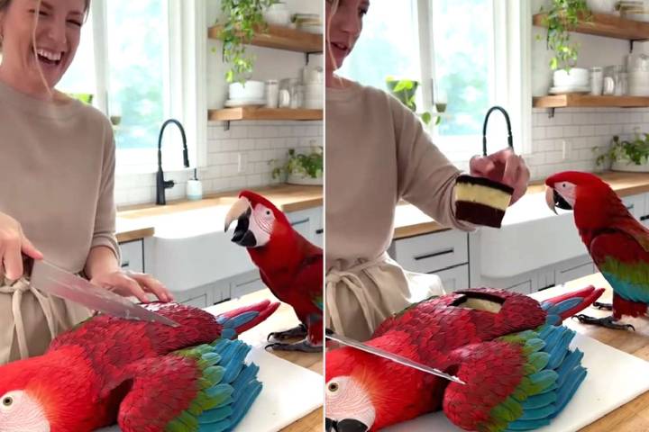 Real or AI? Red Macaw Parrot Screams As Woman Cuts Realistic Bird Cake