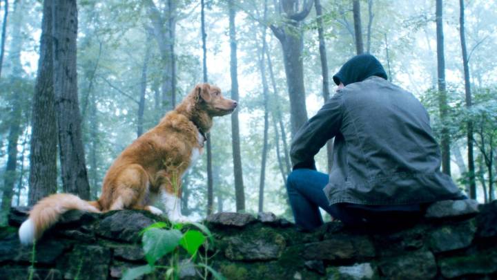 Shudder's Good Boy Has A 92% Rotten Tomatoes Score Ahead Of Release