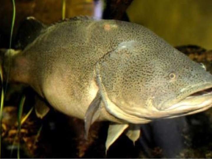 Un bacalao australiano que escapaba de las inundaciones nadó 860 kilómetros