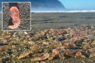 Skin breathing sea cucumbers wash up on Oregon Seaside beach