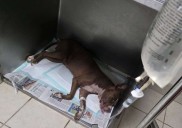 Dan prisión preventiva a joven acusado de ahorcar a perrita en la Chaveña