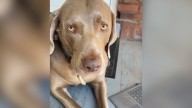 California Woman Spots Her Dog With An Object In His Mouth And Responds Immediately