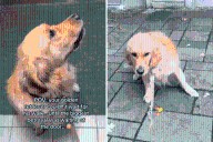 Golden Retriever Can’t Contain Excitement for Walk