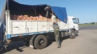 Detectaron 166 tortugas y 10 pájaros entre cebollas transportadas en un camión
