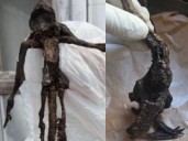 ¿Qué era la extraña criatura encontrada en Paillaco?: Revelan su especie