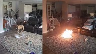Video: Dog gets hold of lithium battery, setting fire in house