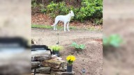 Camera Caught A Mysterious Dog Wandering Around The House, So Massachusetts Woman Intervened