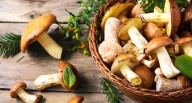 Comer para vivir: Hongos comestibles nutritivos y fáciles de usar