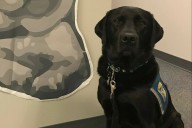 King County courthouse dog retires after 10 years of service