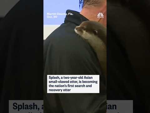 Splash, a two-year-old otter, is becoming the nation's first search and recovery otter