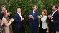 Optimismo contenido en el primer corte de granada mollar de Elche: lluvias perjudiciales tras frenar la plaga de trips