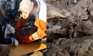 Liberan de redes de pesca a trece lobos marinos jóvenes, en Sonora; van 30 rescates en el área en lo que va de 2025
