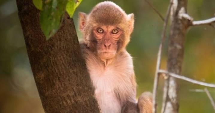 'Aggressive' monkeys escape from overturned truck on Mississippi highway
