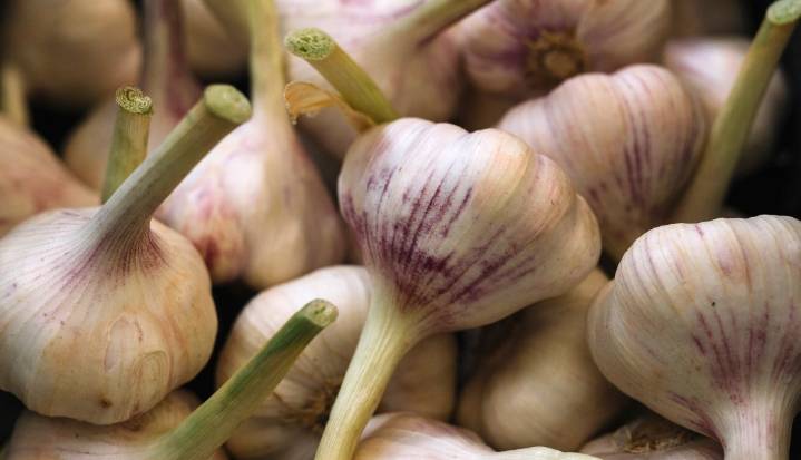 ¿Es de las personas que consume ajo con frecuencia? Aquí algunos de sus beneficios