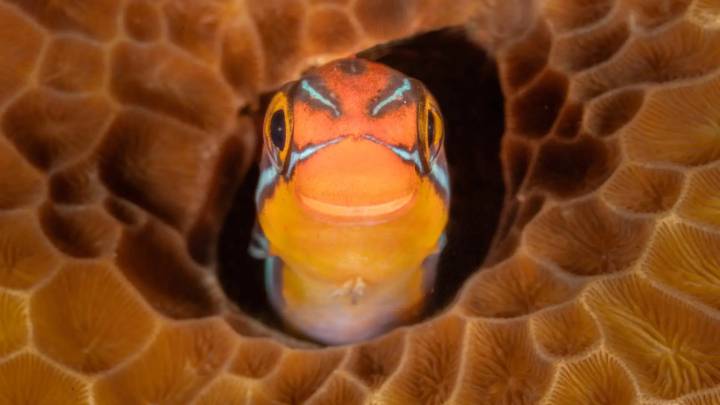 Animales muy cómicos: las fotos finalistas de los Comedy Wildlife 2025