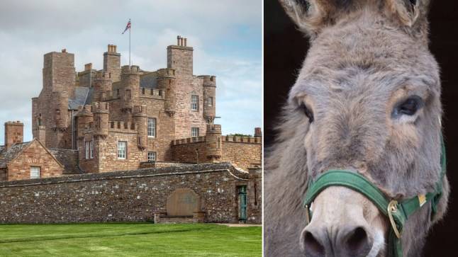 Prince Andrew could be ‘exiled’ to a Scottish castle with its own donkey