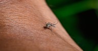 California records fifth West Nile virus death this year, victim identified as Roseville man