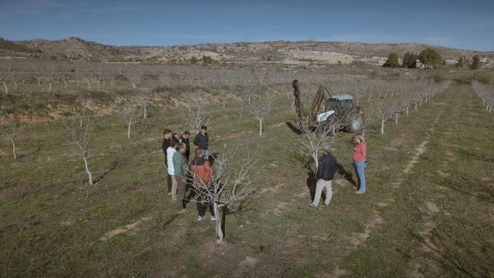 El pistacho da frutos hasta cuatro años antes gracias a una innovación aragonesa