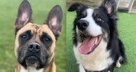 It is Global Pet Adoption Weekend and these very cute pets are looking for a forever home