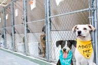 Best Friends Animal Society Partners With Indiana Rescues For Adoptions