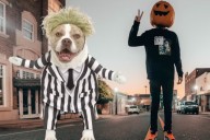 4 Things You Should NEVER Put on Your Pet's Halloween Costume