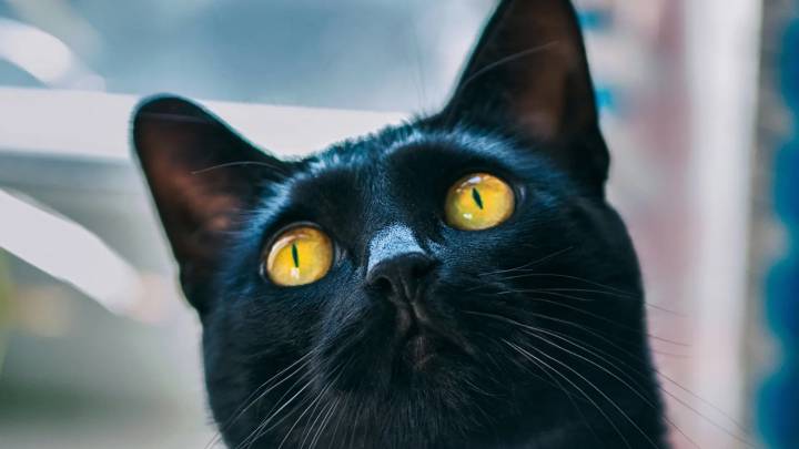 Terrassa limita las adopciones de gatos negros por Halloween para evitar rituales