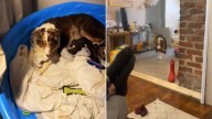 Tennessee Mama Dog Keeps Handing Her Puppies To Her Owner And The Reason Is Unexpected