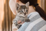 Woman Says Boyfriend’s Kitten is ‘Ruining My Life,' Asks Him to 'Rehome' the Pet
