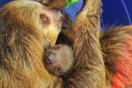 Roger Williams Zoo welcomes baby sloth