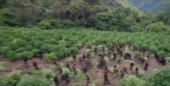 FANB destruye seis hectáreas de marihuana camuflada con cultivos de frijol en la Sierra de Perijá
