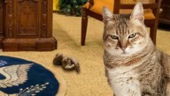 White House Cat Already Tired Of Being Blamed For All These Accidents On Oval Office Carpet
