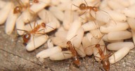 Aussies urged to join the big Bug Hunt for science