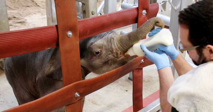 Baby elephant thriving after difficult birth