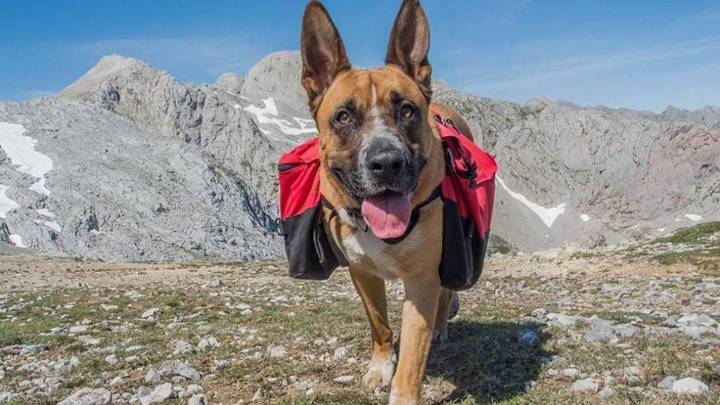 The best dog backpacks for hiking and everyday adventures