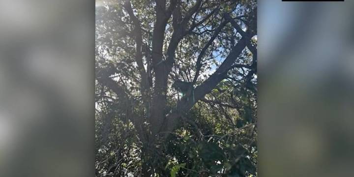 Secret Service finds ‘suspicious’ hunting stand near Air Force One landing zone