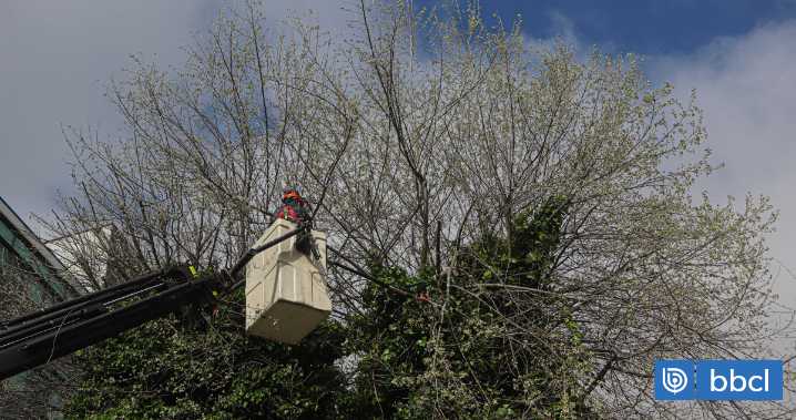 Vecinos de Temuco presentan recurso contra Municipio por poda "indiscriminada" de árboles