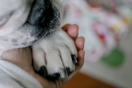 Miss Manners: My friend compared pet’s death to loss of a child. I didn’t know what to say