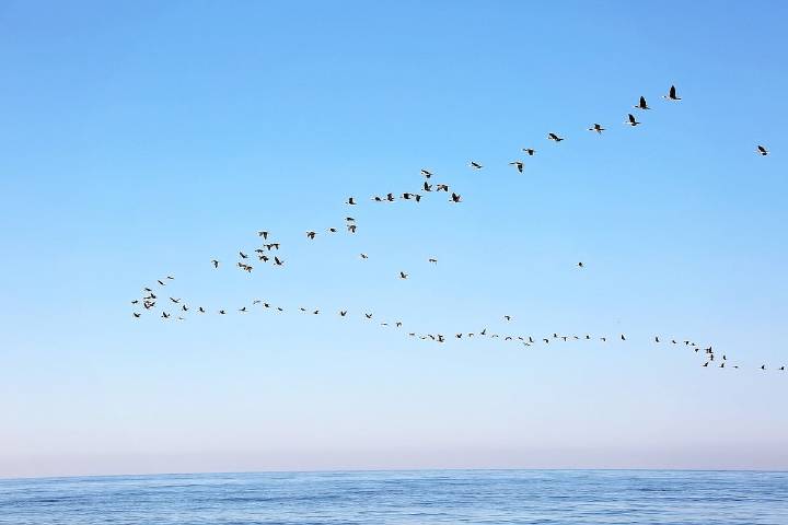 Millions of Birds Are Migrating — Here’s How To Help Keep Them Safe