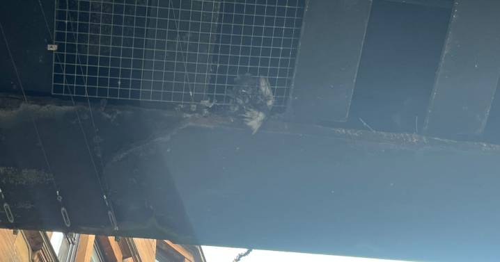 Glasgow resident 'appalled' as pigeons left 'trapped' in rail bridge netting