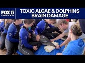 Dolphins exposed to toxic algae show signs of brain damage: Study