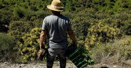 El mercado de los frutos tropicales se recupera en la Axarquía: la producción de mango apunta a las 35.000 toneladas